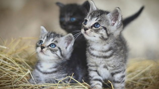 1X3 | Video di prova per snack prova 3